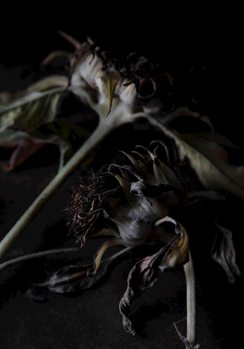 Flower of sun posters & prints by Sofi Sykfont - Printler