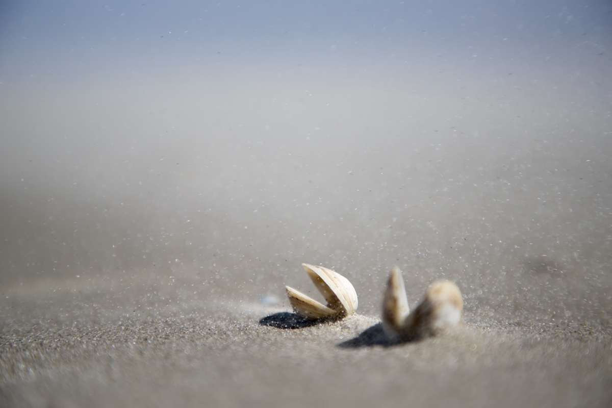 Poster con le conchiglie - Stampa su spiaggia