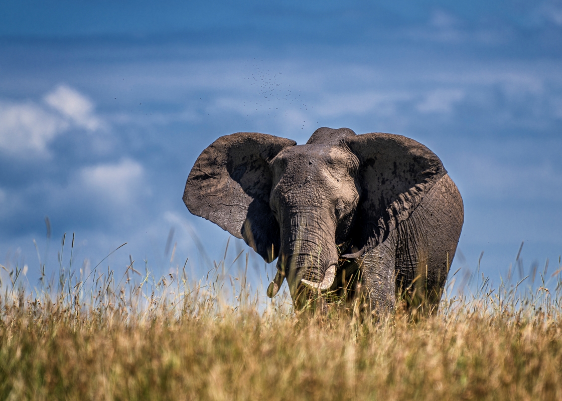 A proud elephant in the Mara posters & prints by Stefan Andersson ...