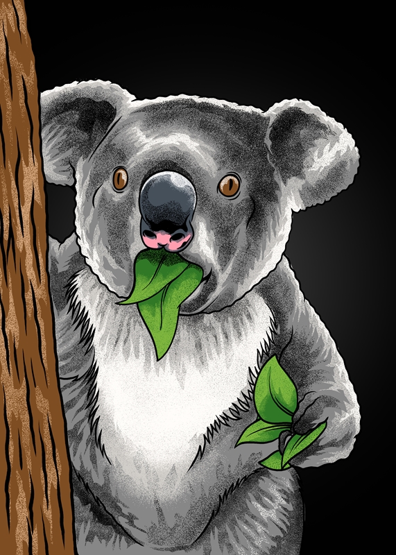 Surprised Koala posters & prints by Adam Khabibi - Printler