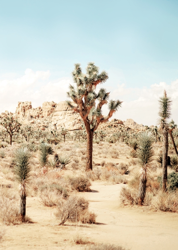 Desert Cactus LV / Joshua Tree, California Art Print by Desert Daze