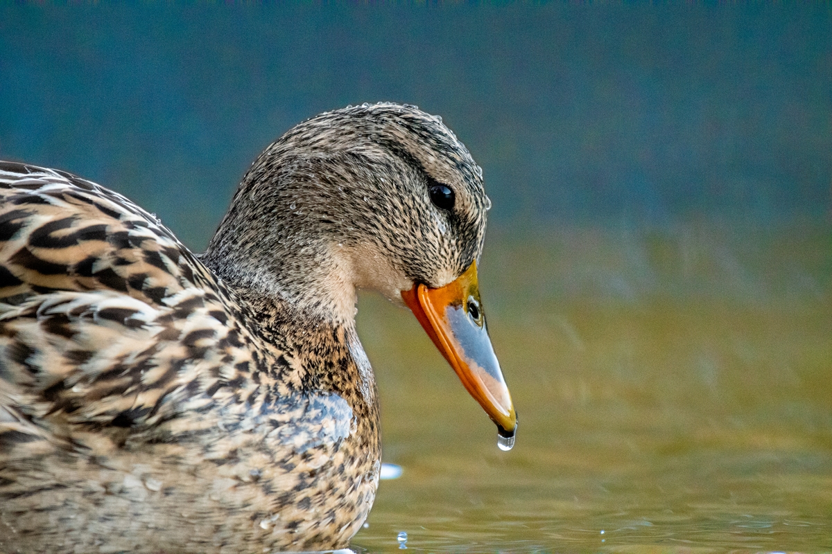 Mrs. Mallard posters & prints by Jonas Karhu - Printler