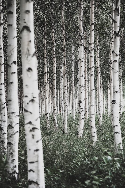 black and white birch tree art