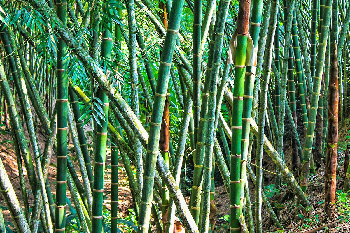 Art Print of Green stems of bamboo forest